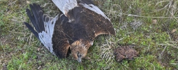 195 φόλες βρέθηκαν σε ορεινή περιοχή της Λάρισας - Πέθαναν σκύλοι και άγρια πτηνά