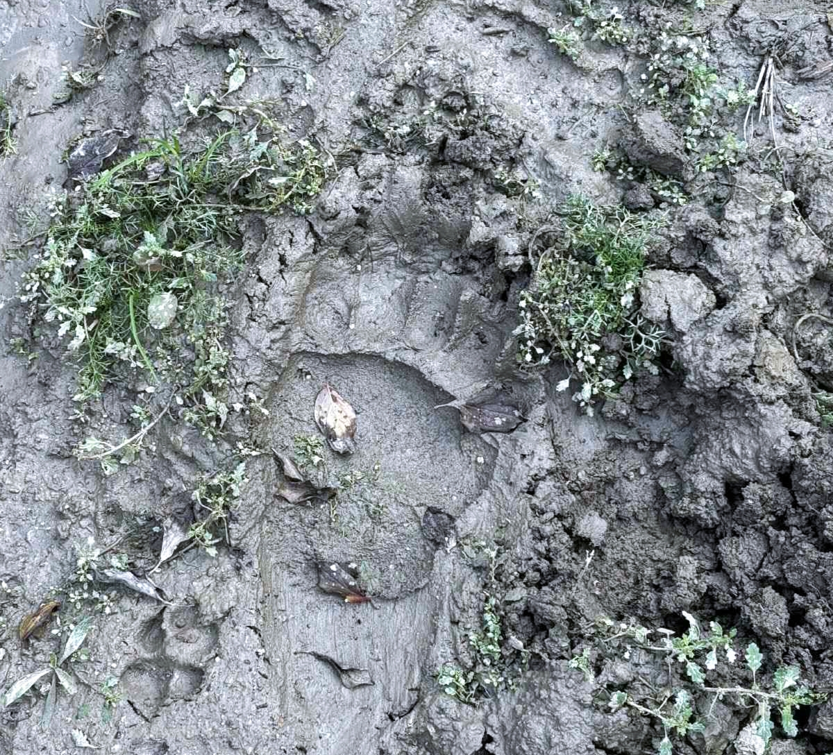 Ίχνη αρκούδας κοντά στο Αναψυκτήριο Ελασσόνας – Προειδοποίηση από τον Κυνηγετικό Σύλλογο