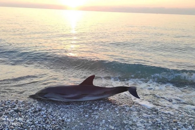 Νεκρό δελφίνι ξεβράστηκε στα παράλια της Λάρισας