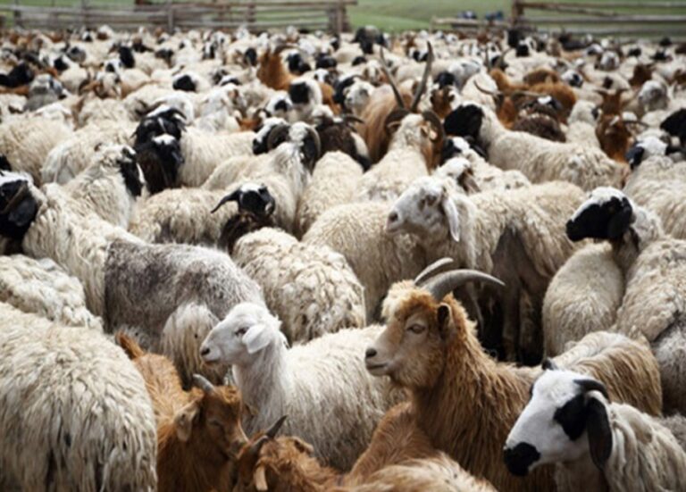 Τρία κρούσματα ευλογιάς αιγοπροβάτων στην Π.Ε. Λάρισας