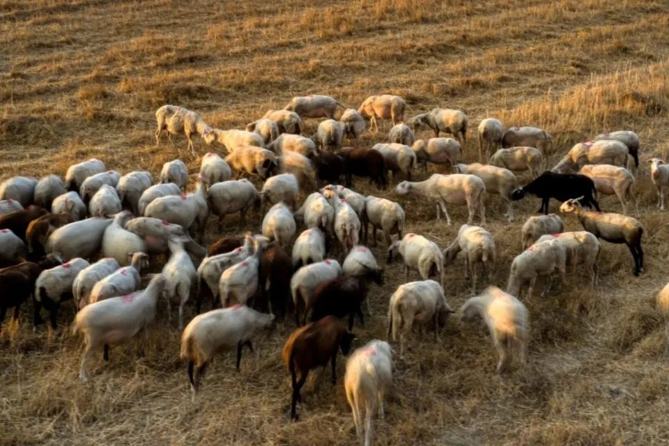 Δήλωναν 4.108 πρόβατα ενώ εξέτρεφαν 1.500